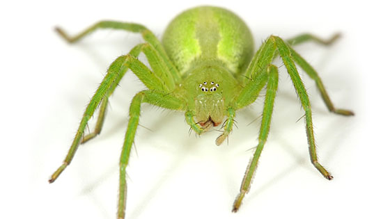 Green huntsman spider (Micrommata virescens)